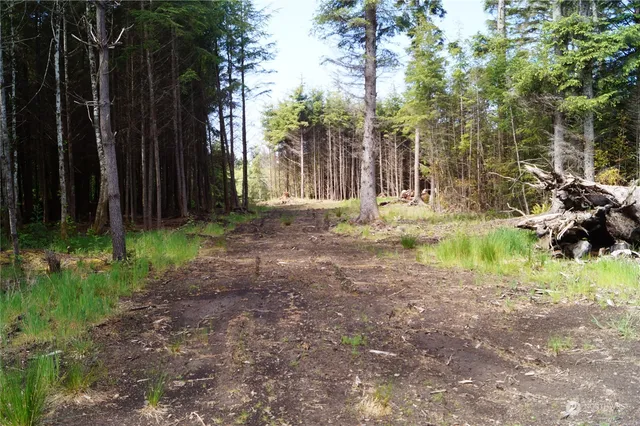 a view of a backyard with large trees and plants