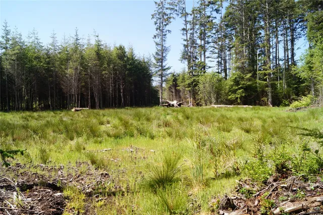 a yard with trees in the background