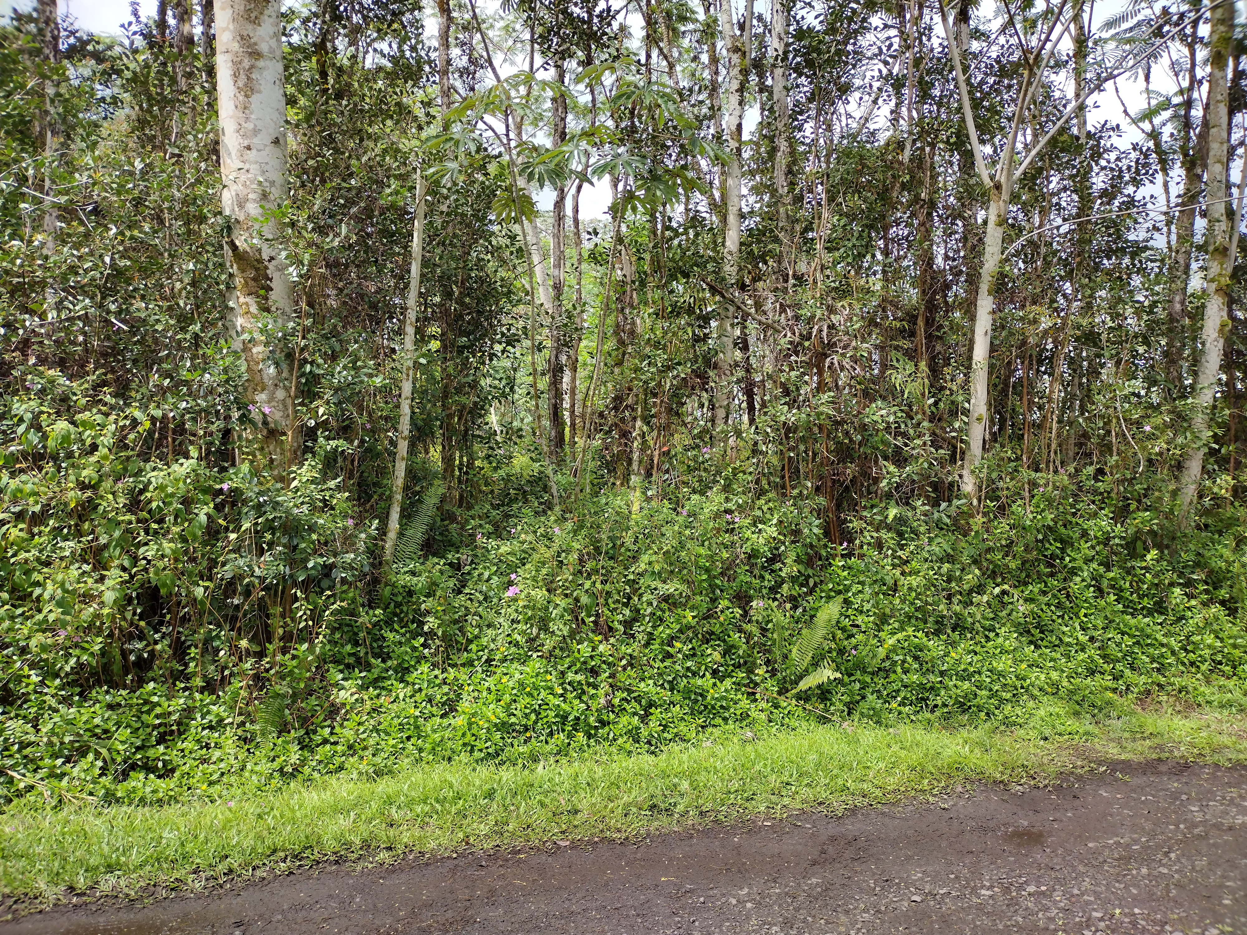 734 Hilo Road, Unit 1 Pahoa, HI 96778 - Photo 2 of 2 Gallery Image 2