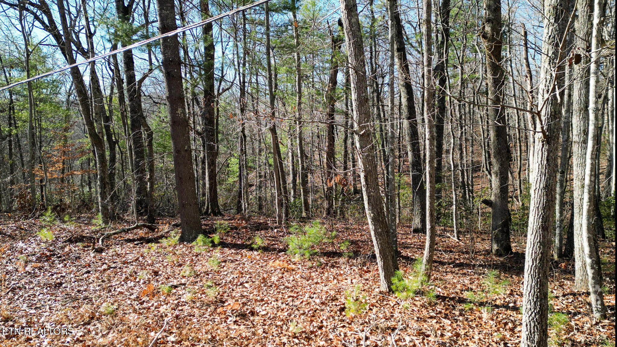 5.88 Log Road Spring City, TN 37381 - Photo 13 of 15 untitled-13