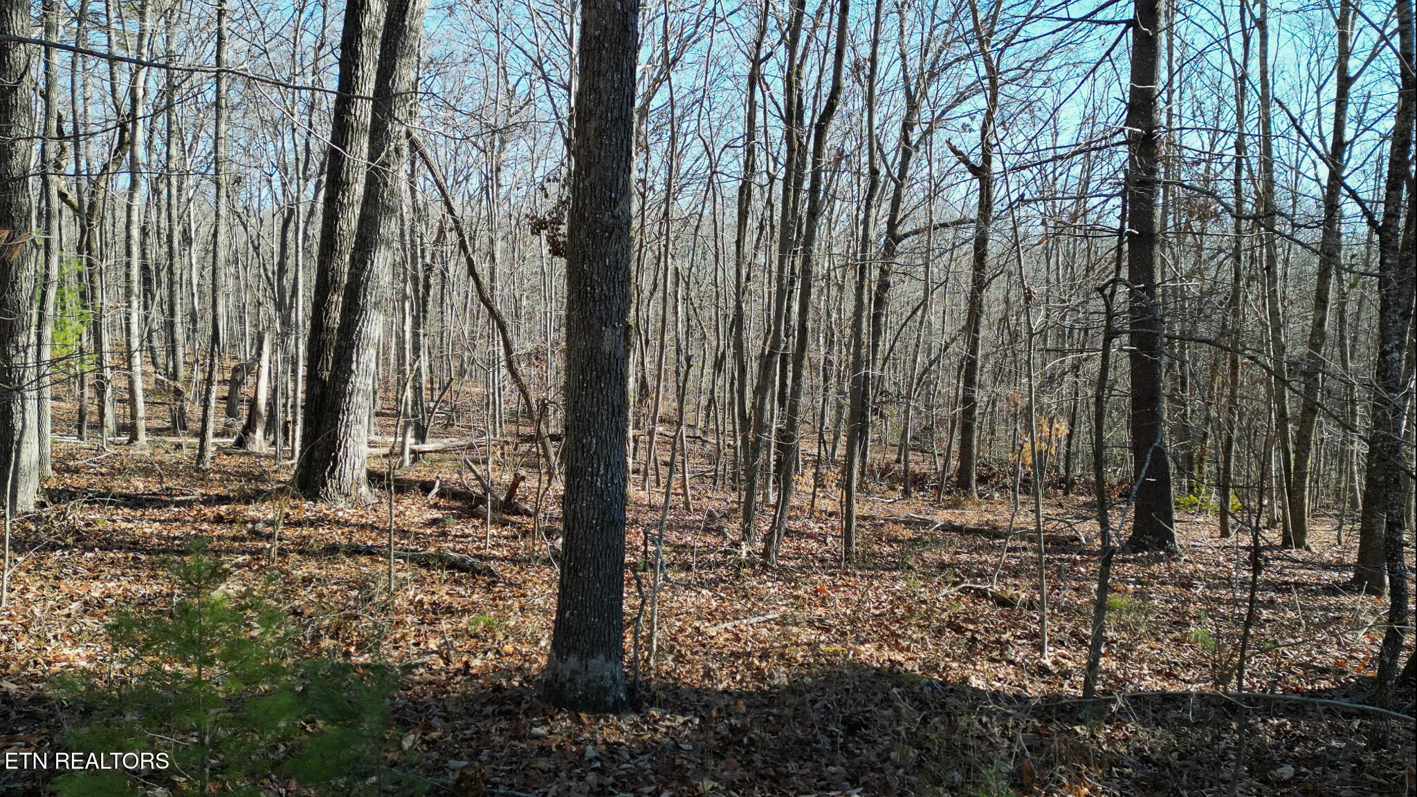 5.88 Log Road Spring City, TN 37381 - Photo 15 of 15 untitled-15