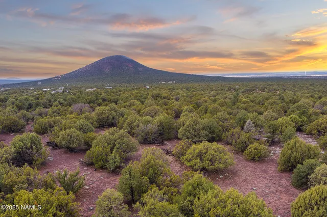 a view of a bunch of trees in a field