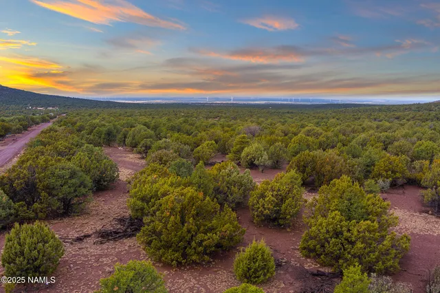 a view of a bunch of trees in a field