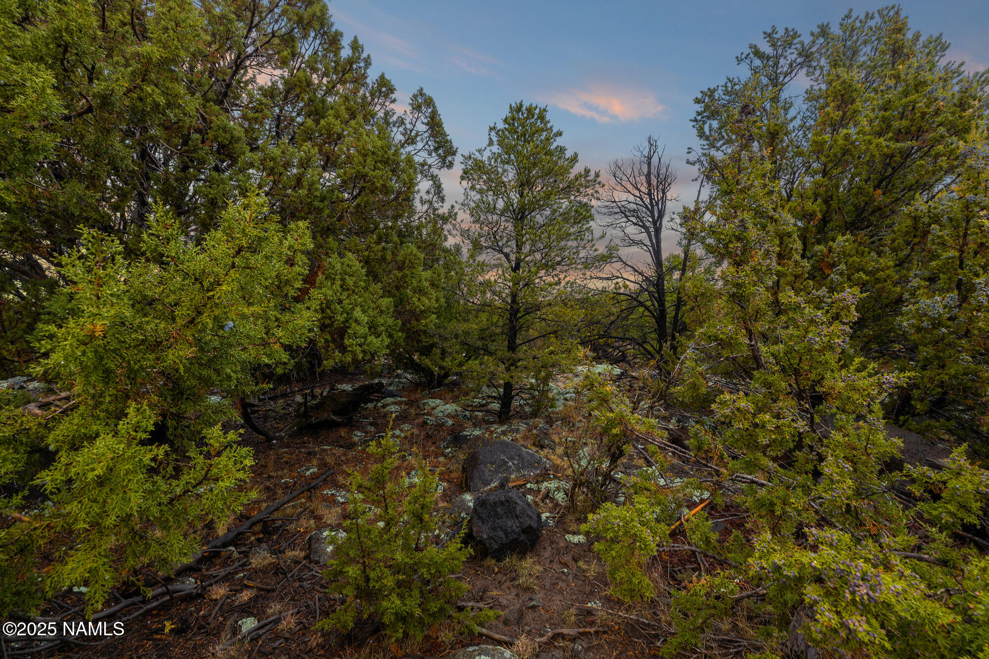 2409 East New Moon Way Williams, AZ 86046 - Photo 26 of 33 a view of a forest with a tree