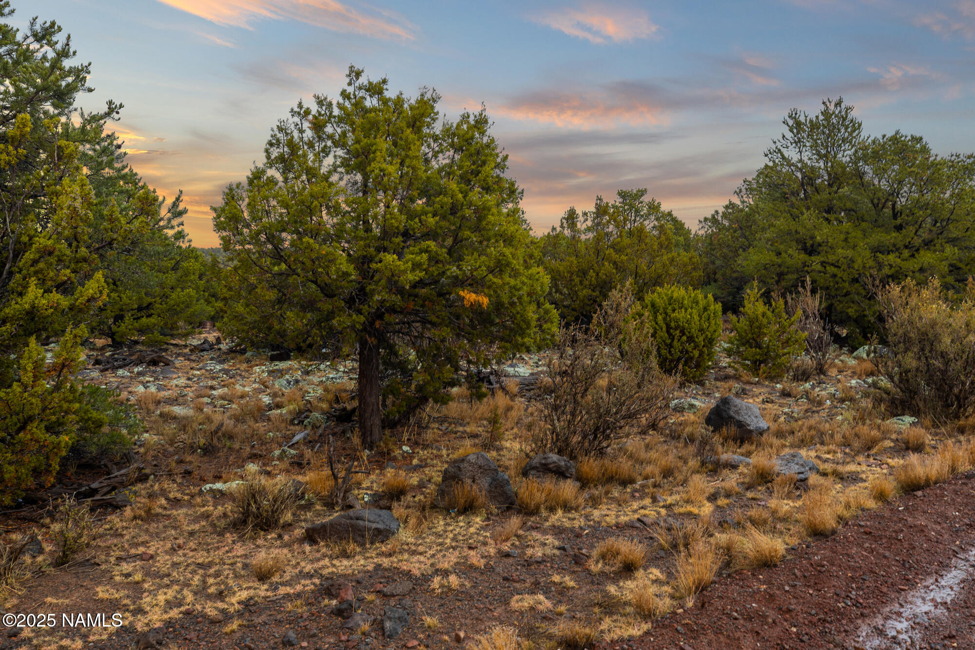 2409 East New Moon Way Williams, AZ 86046 - Photo 30 of 33 a view of a forest with trees in back