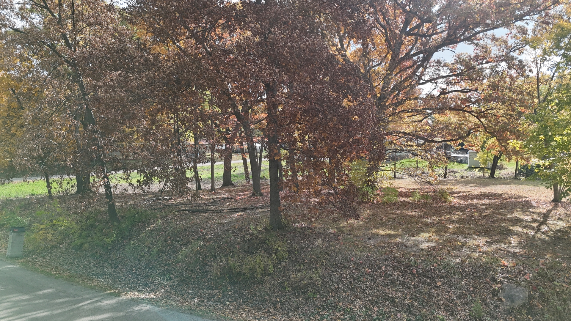 a view of tree next to a yard