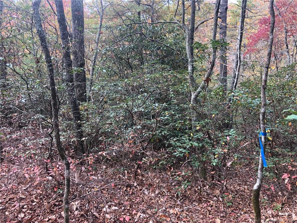 5 Oriole Road, Unit 5 Brevard, NC 28712 - Photo 6 of 21 Gallery Image 6