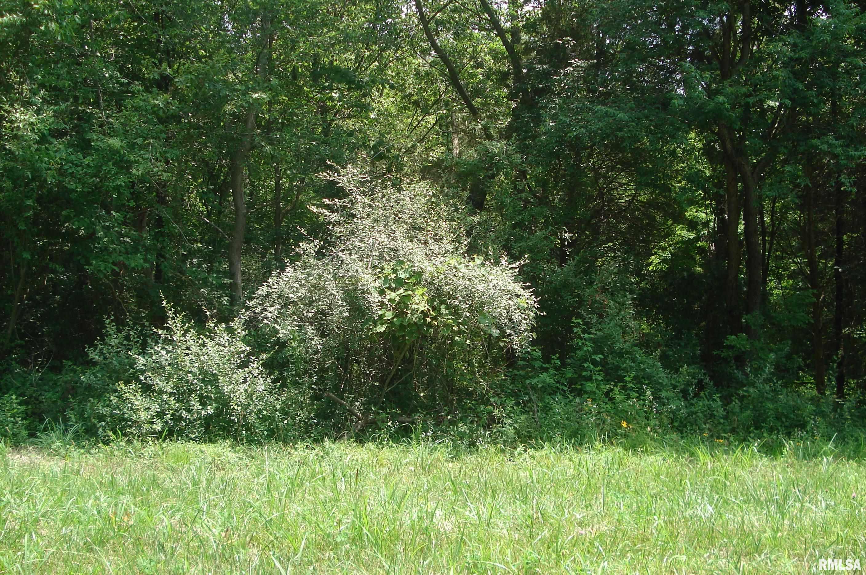 0 Corinth Road Pittsburg, IL 62974 - Photo 8 of 18