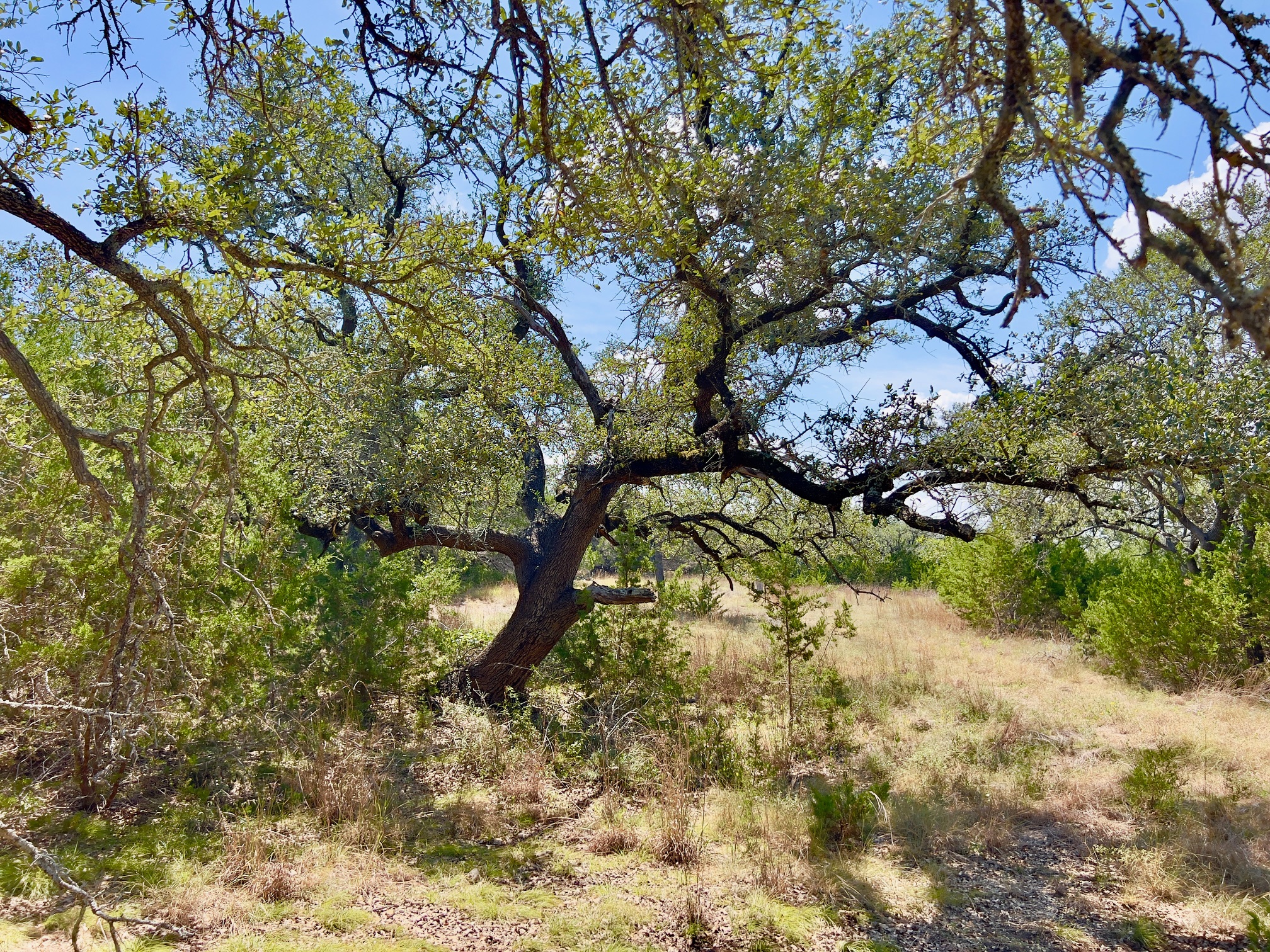 oak trees