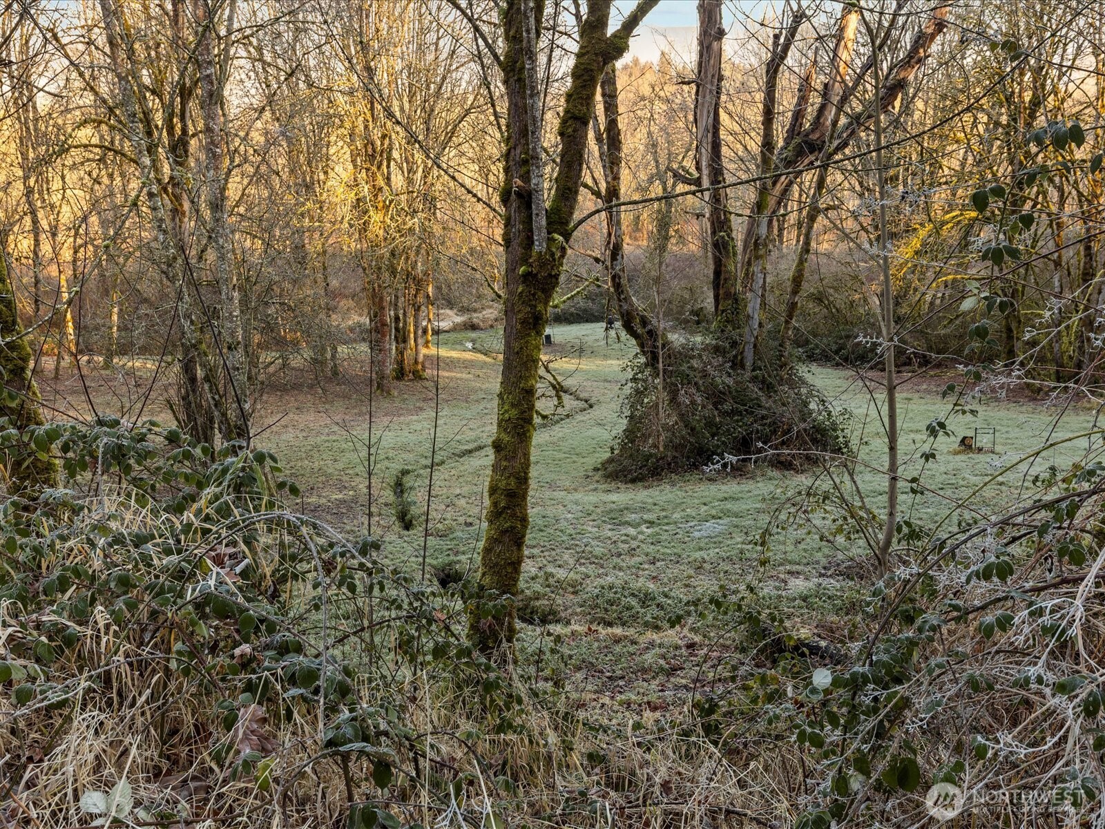 218-38 Bowen Road Mossyrock, WA 98564 - Photo 28 of 40 a view of a forest filled with trees