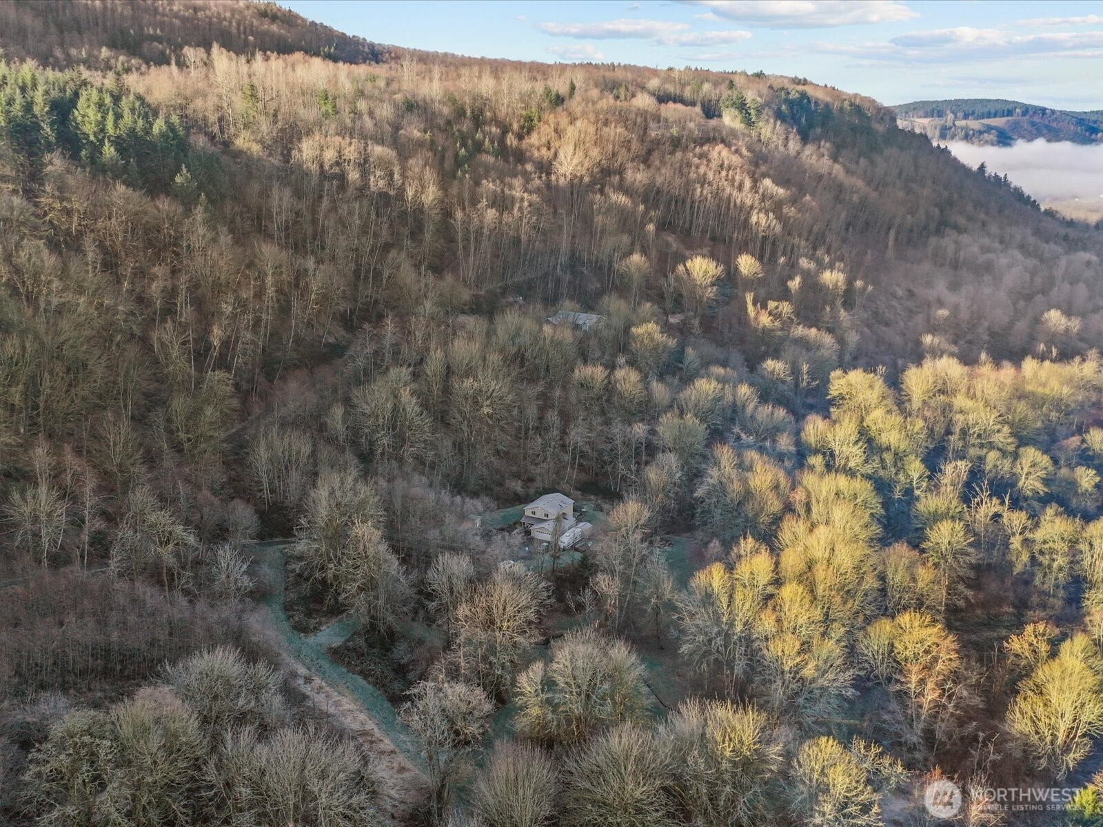218-38 Bowen Road Mossyrock, WA 98564 - Photo 38 of 40 a view of a forest with a tree