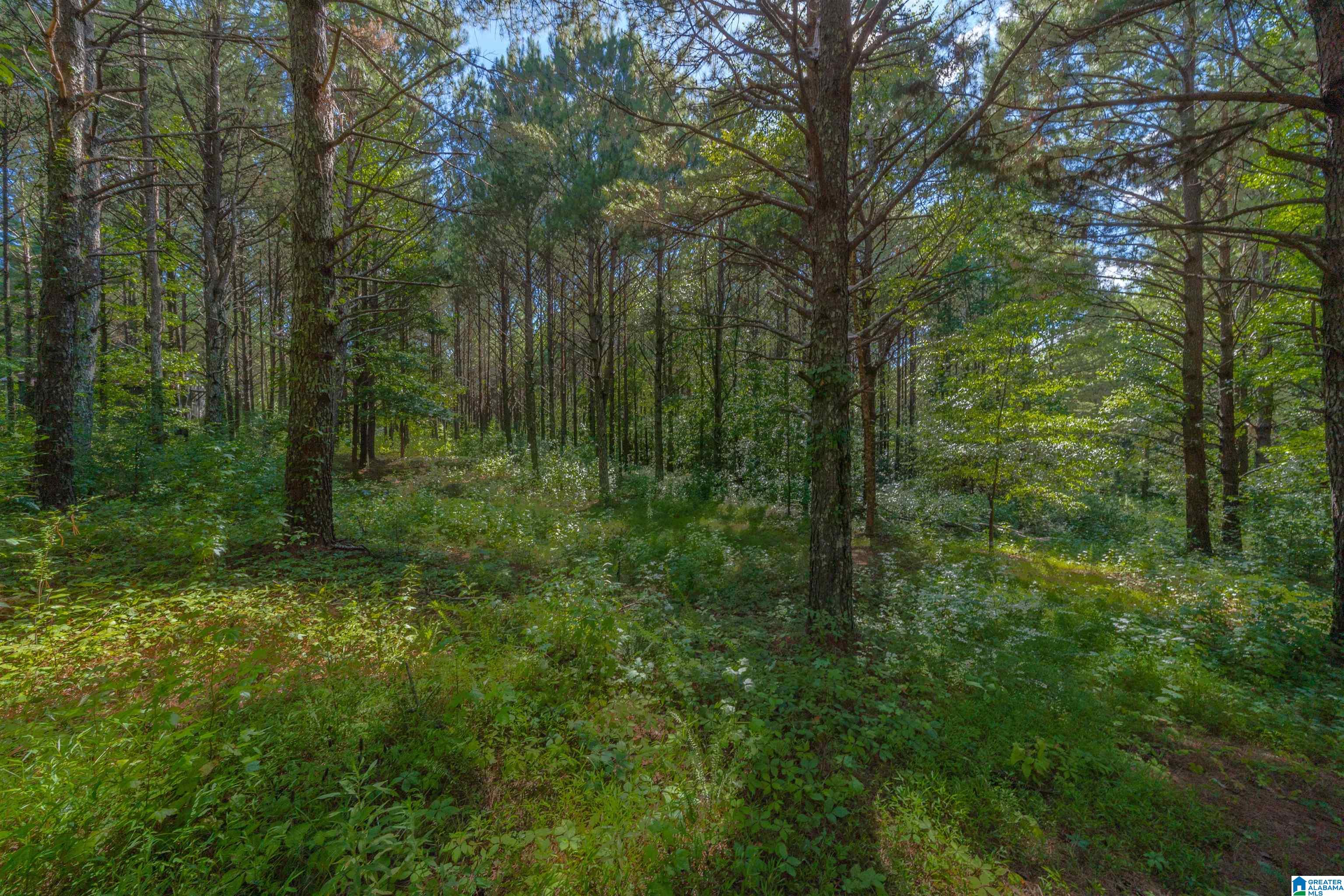 1031 Reneau Road Oneonta, AL 35121 - Photo 40 of 50