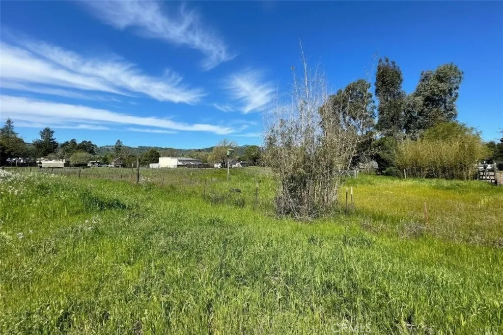 a view of a big yard with a large tree and a yard