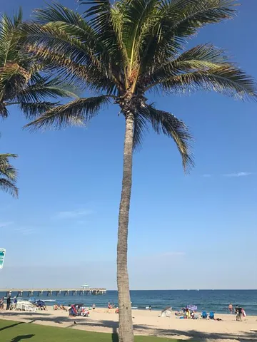 a view of a palm trees in front of a house