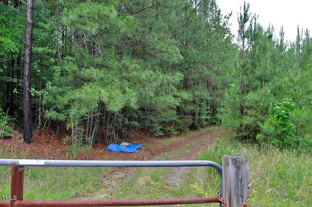 a view of a forest with trees in the background