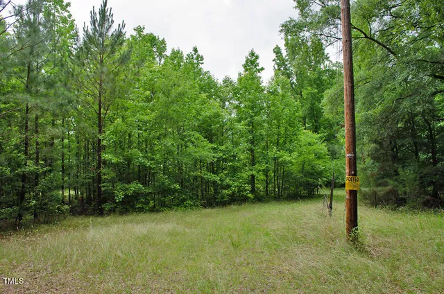 a view of a lush green forest