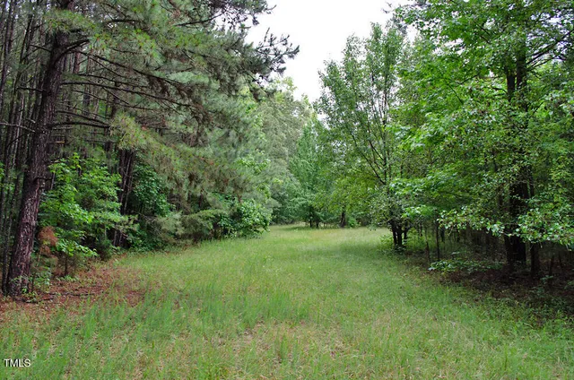 a view of a lush green forest with lots of trees