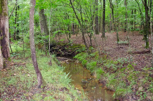 a plant view in lots of trees