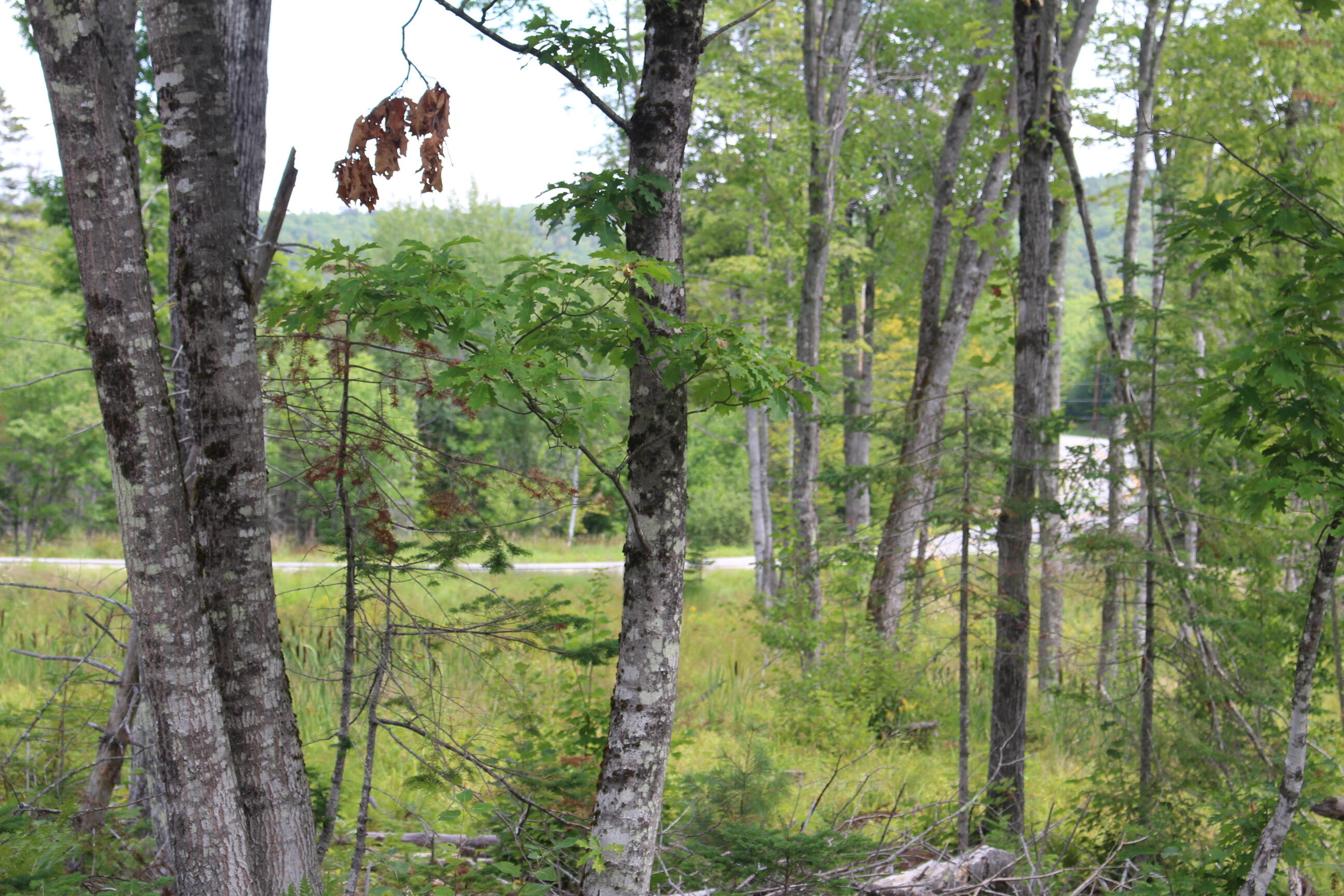 0 Route 117 Road South Paris, ME 04281 - Photo 6 of 11 IMG_6393