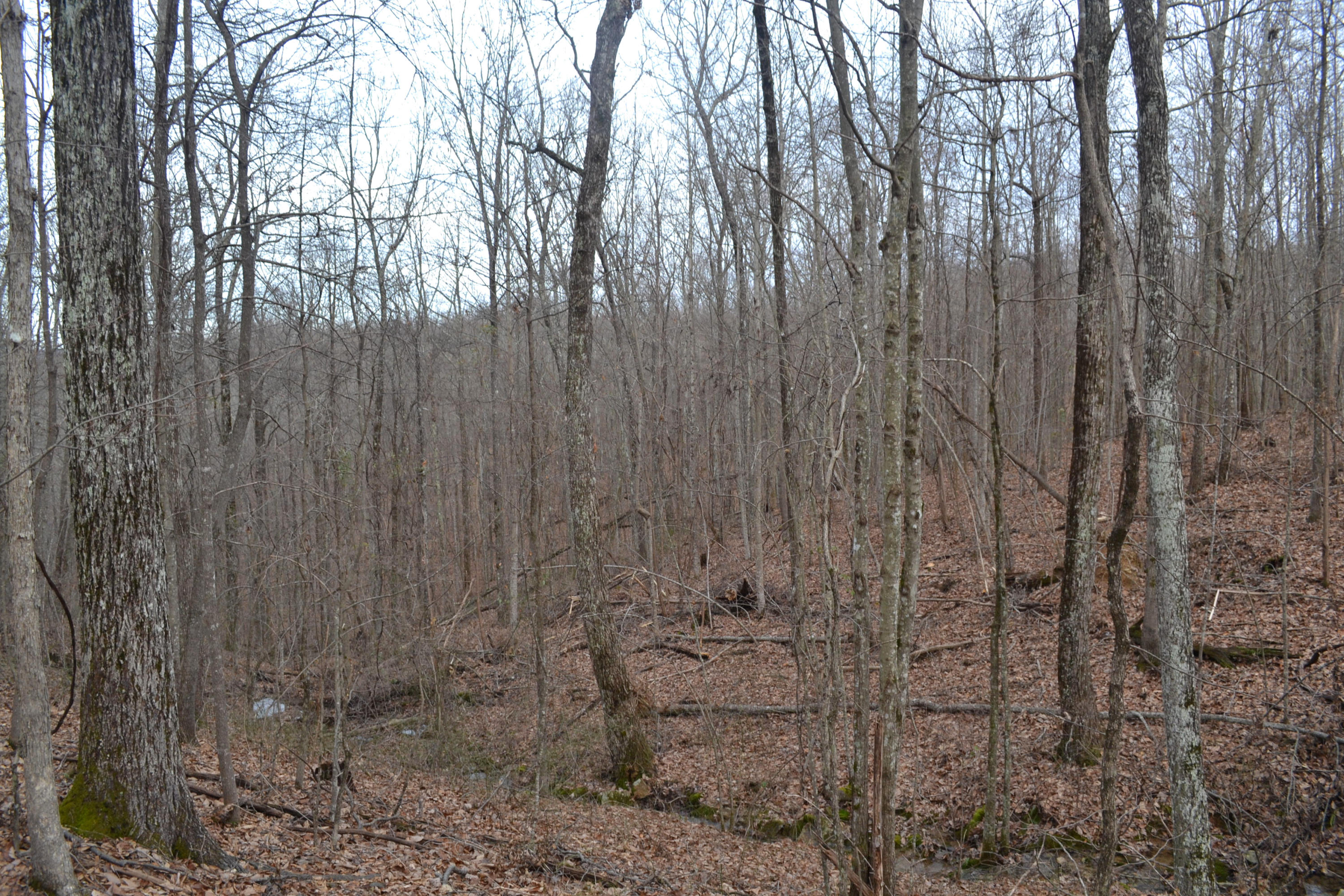 125-ac CC Road Whitwell, TN 37397 - Photo 14 of 36 Hon 224 ac_1448Hon 224 ac