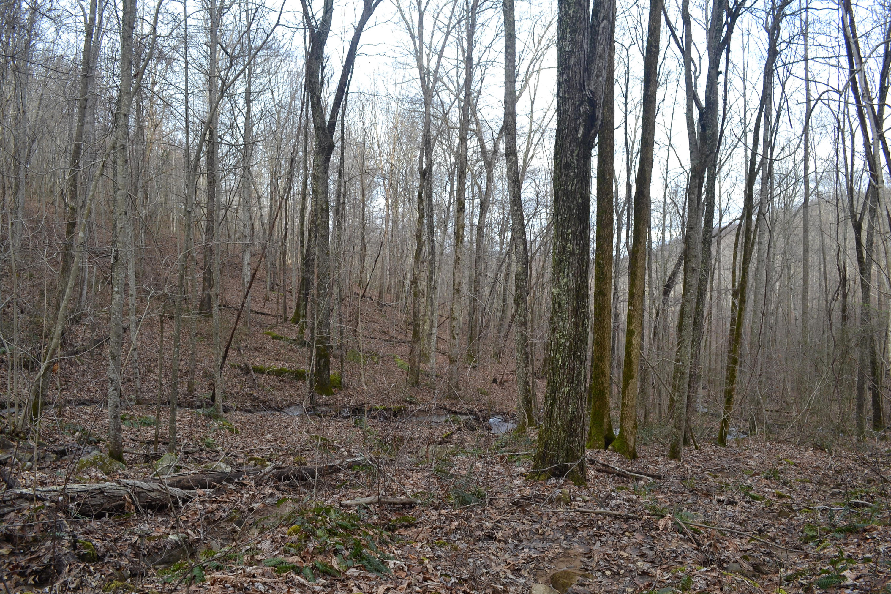 125-ac CC Road Whitwell, TN 37397 - Photo 22 of 36 Hon 224 ac_1473Hon 224 ac