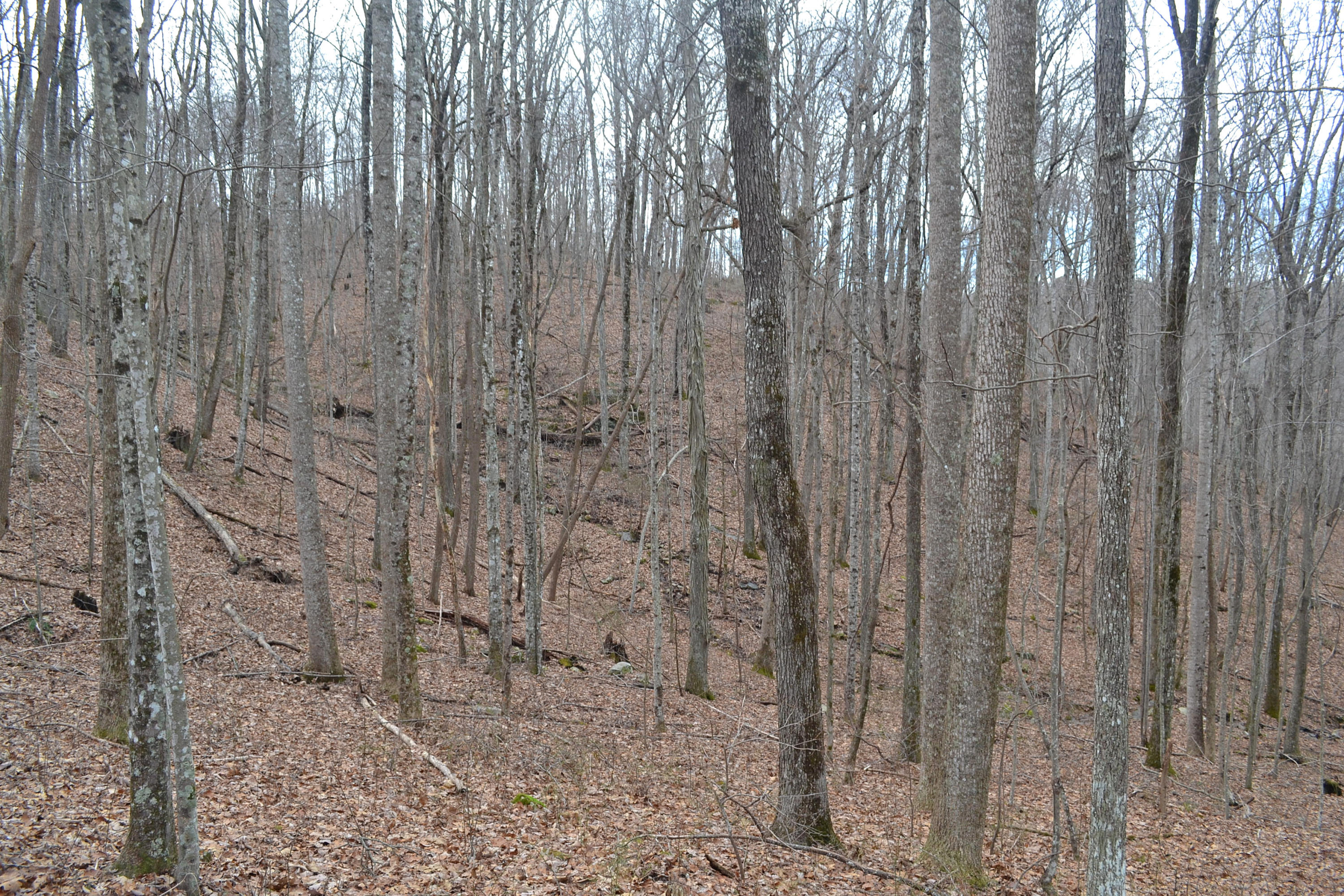 125-ac CC Road Whitwell, TN 37397 - Photo 5 of 36 Hon 224 ac_1432Hon 224 ac