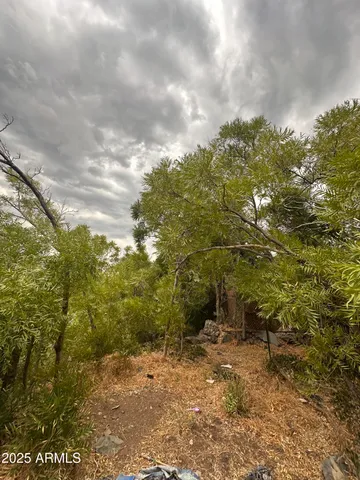 a view of a field with plants and trees