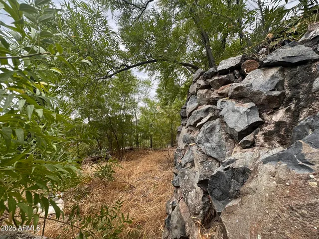 a view of a forest with lots of trees
