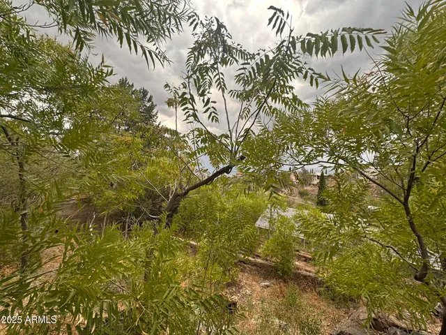 a view of a tree in a yard