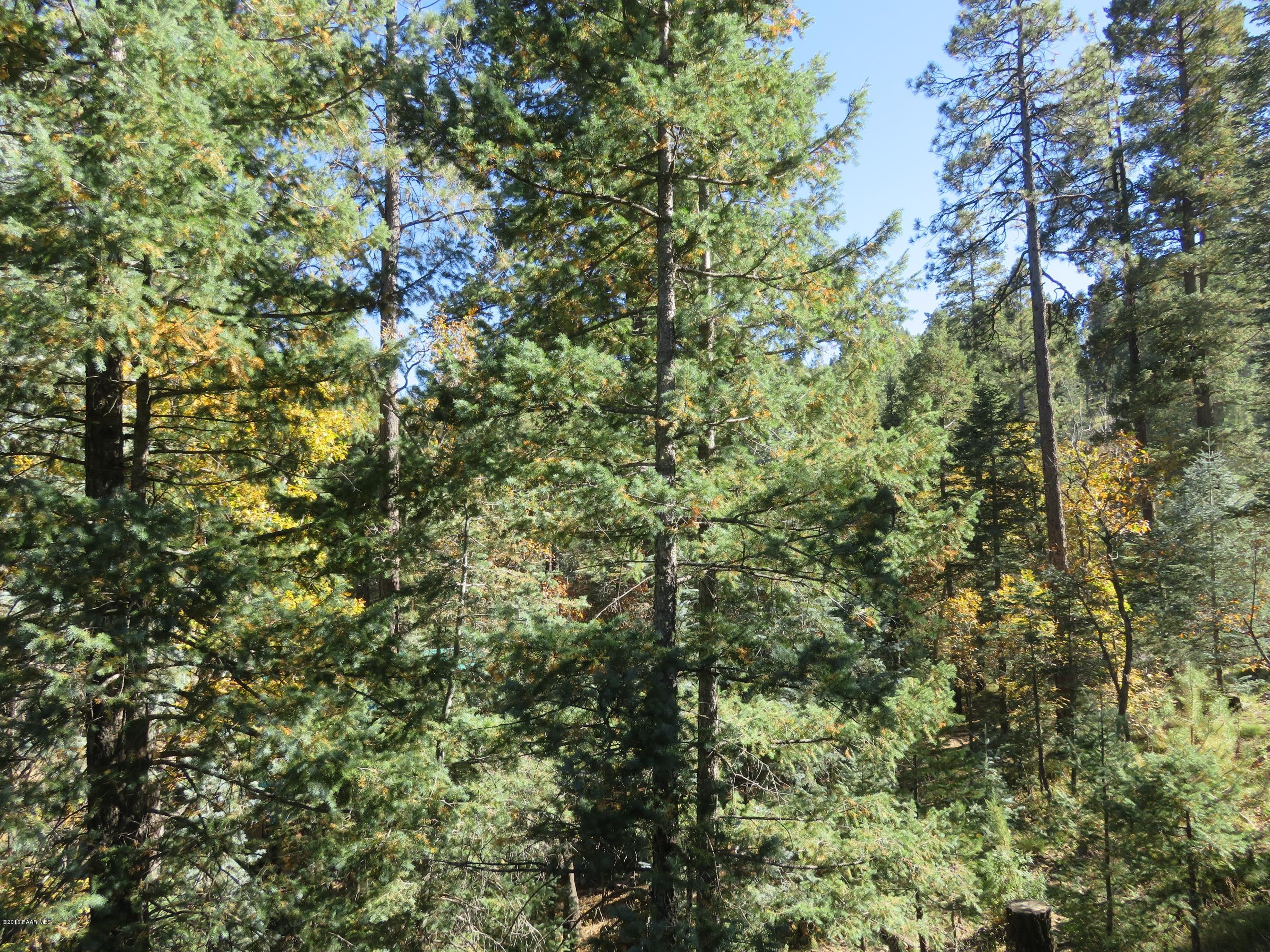 2930 Shelf Road Prescott, AZ 86303 - Photo 18 of 19 Lots Of Tall PInes On The Property!