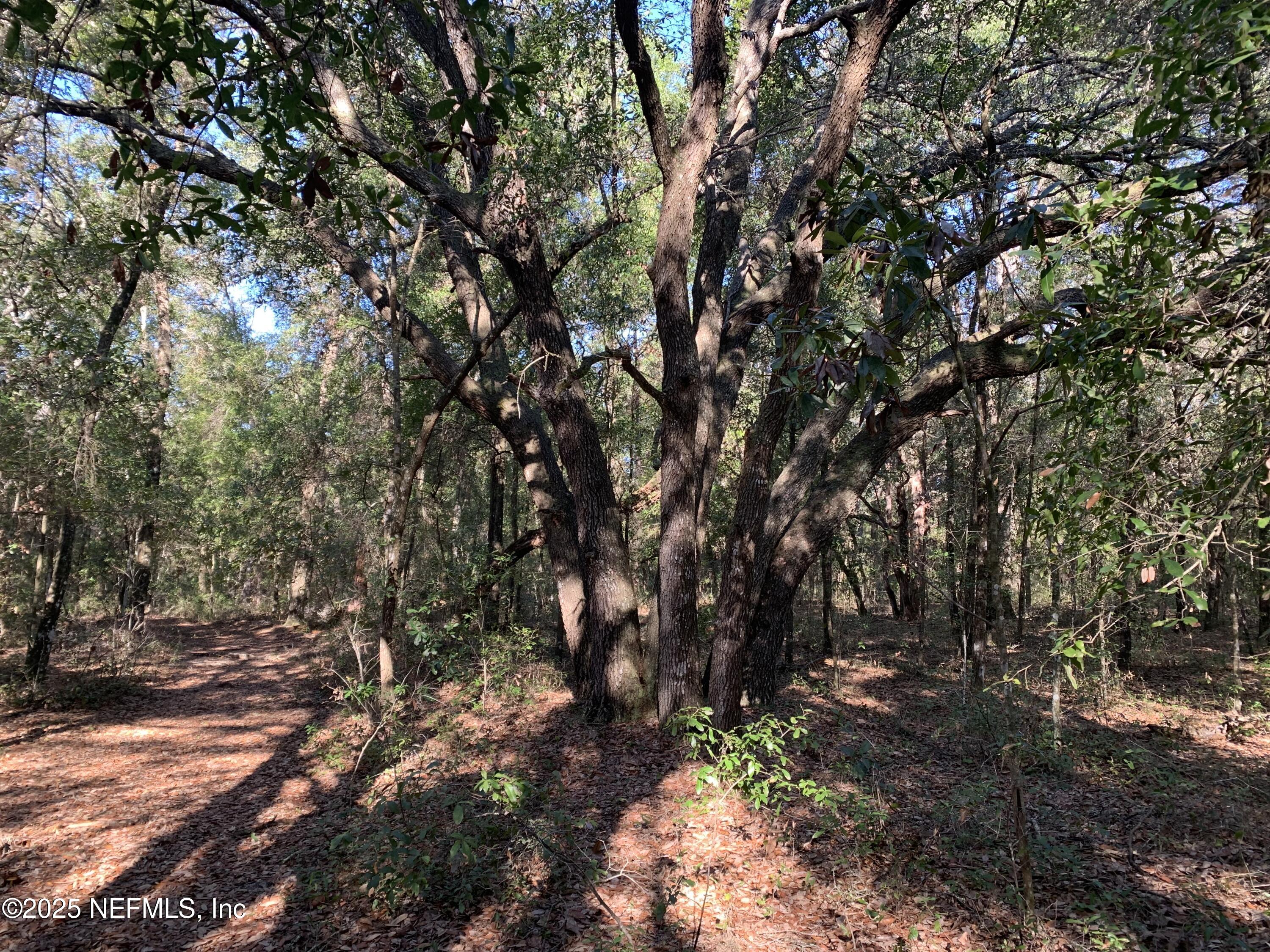 0 Baden Powell Road Hawthorne, FL 32640 - Photo 13 of 18 IMG_7972