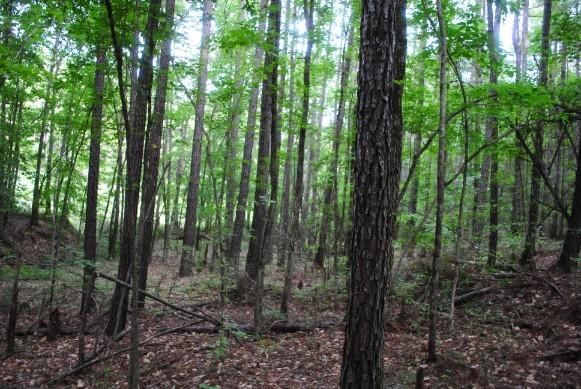 608 Old Indian Springs Road Forsyth, GA 31029 - Photo 1 of 44 DSC_0057