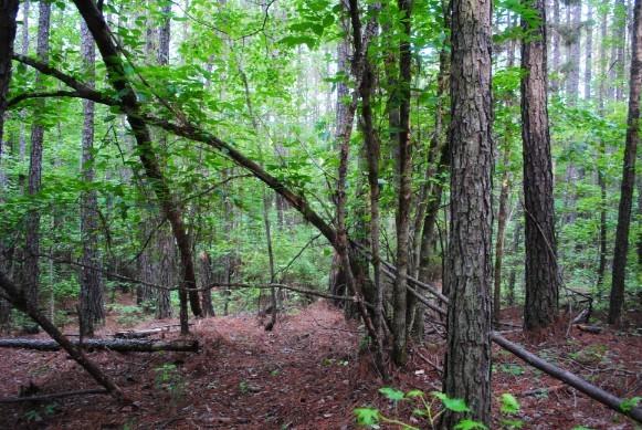 608 Old Indian Springs Road Forsyth, GA 31029 - Photo 11 of 44 DSC_0052