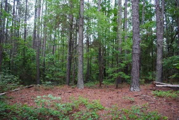 608 Old Indian Springs Road Forsyth, GA 31029 - Photo 3 of 44 DSC_0045