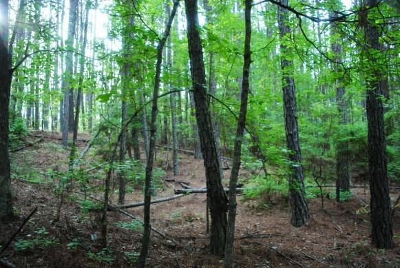 608 Old Indian Springs Road Forsyth, GA 31029 - Photo 10 of 44 DSC_0051