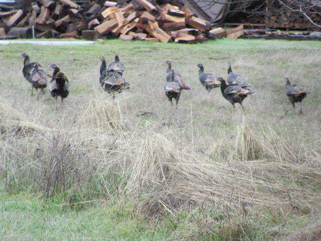 13885 Gas Point Road Igo, CA 96047 - Photo 14 of 28 neighboring turkeys