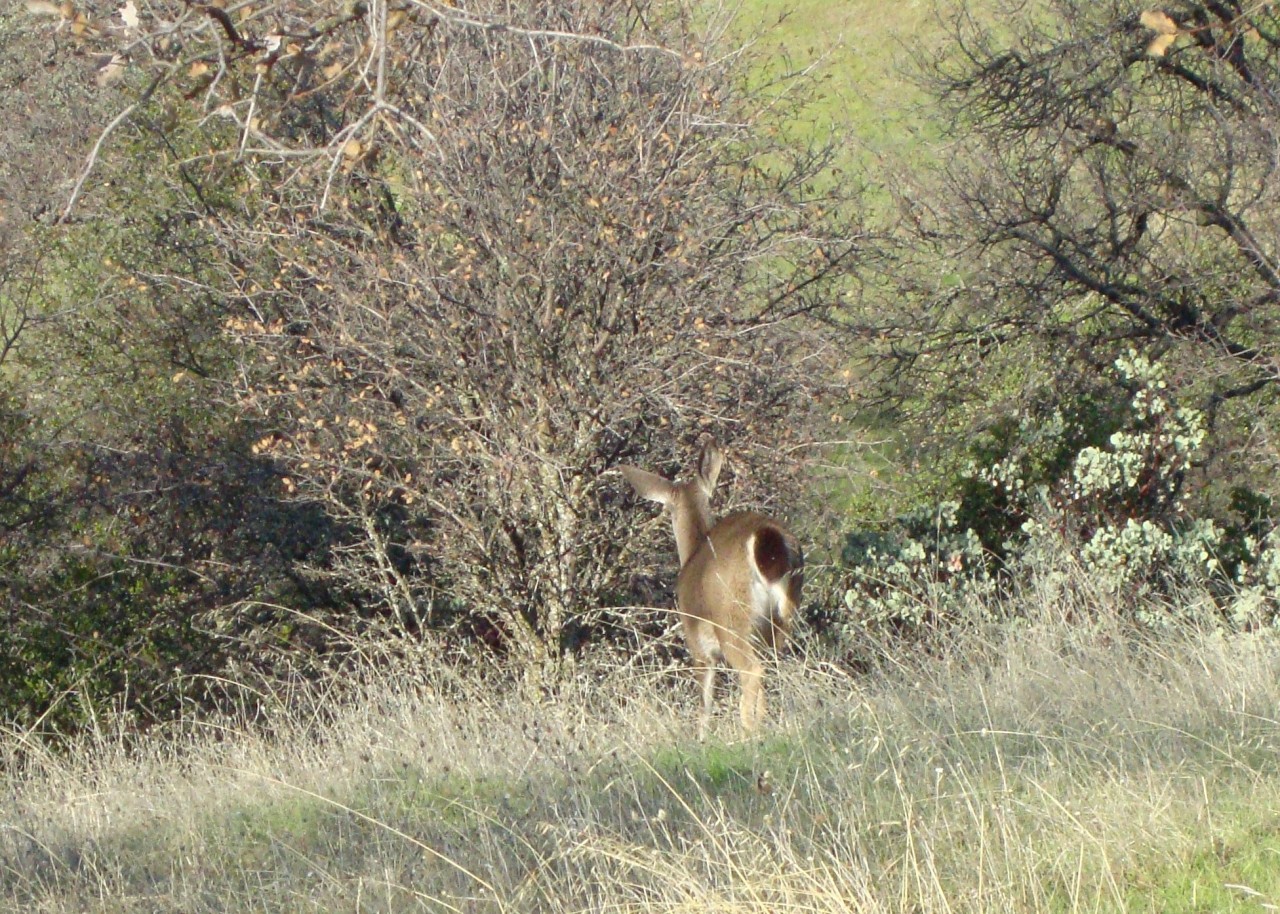 13885 Gas Point Road Igo, CA 96047 - Photo 17 of 28 wildlife