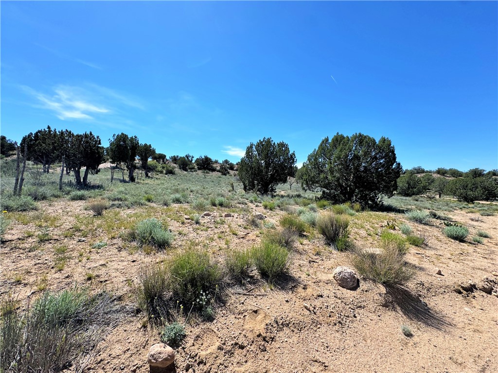 14224 East Randy Ranch Road Kingman, AZ 86401 - Photo 55 of 75 The property features a natural landscape with sparse vegetation and scattered trees, offering a clear view of the expansive blue sky