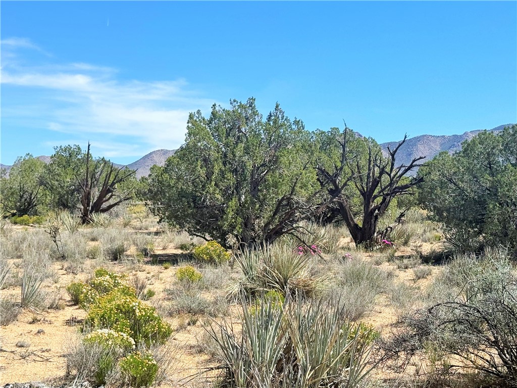 14224 East Randy Ranch Road Kingman, AZ 86401 - Photo 62 of 75 The property features natural desert landscaping with various shrubs and mature trees, set against a backdrop of distant mountains under a clear sky