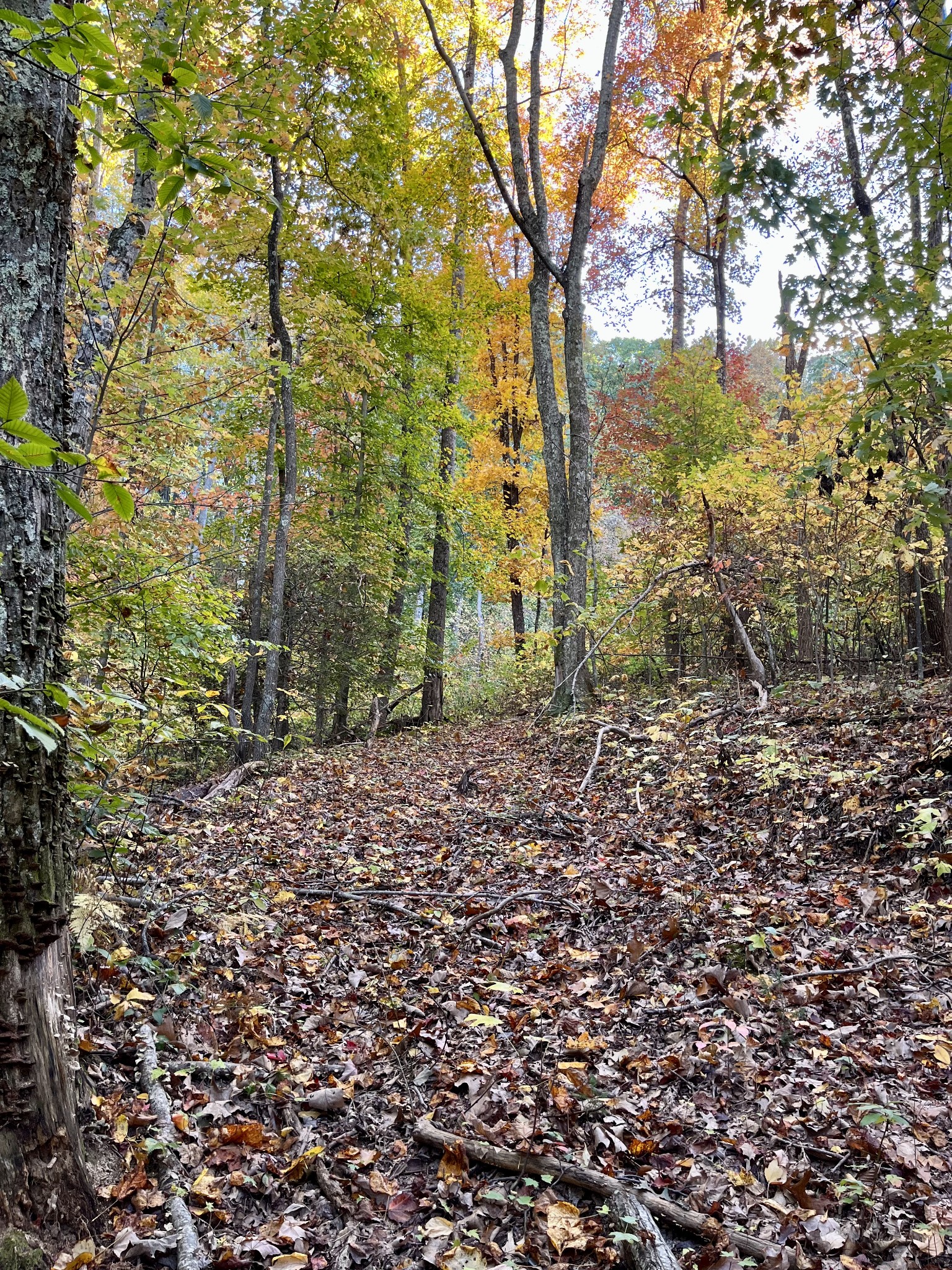0 Marion Branch Road Elizabethton, TN 37643 - Photo 12 of 19 Gallery Image 12