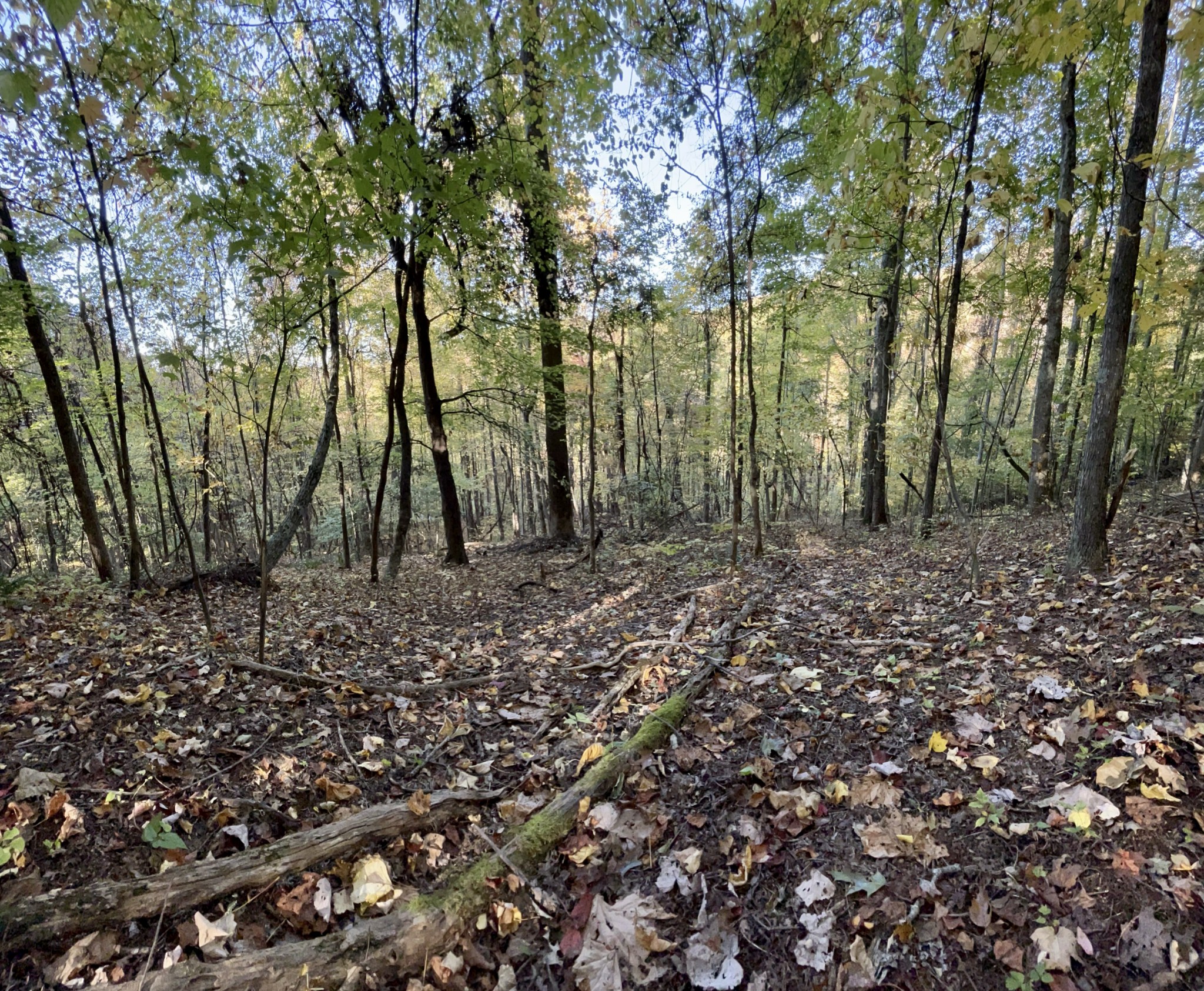 0 Marion Branch Road Elizabethton, TN 37643 - Photo 5 of 19 Gallery Image 5