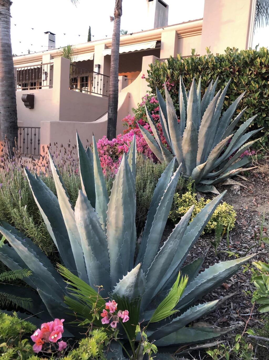 3756 Foothill Road Santa Barbara, CA 93105 - Photo 56 of 70 a view of a potted plants on a city street