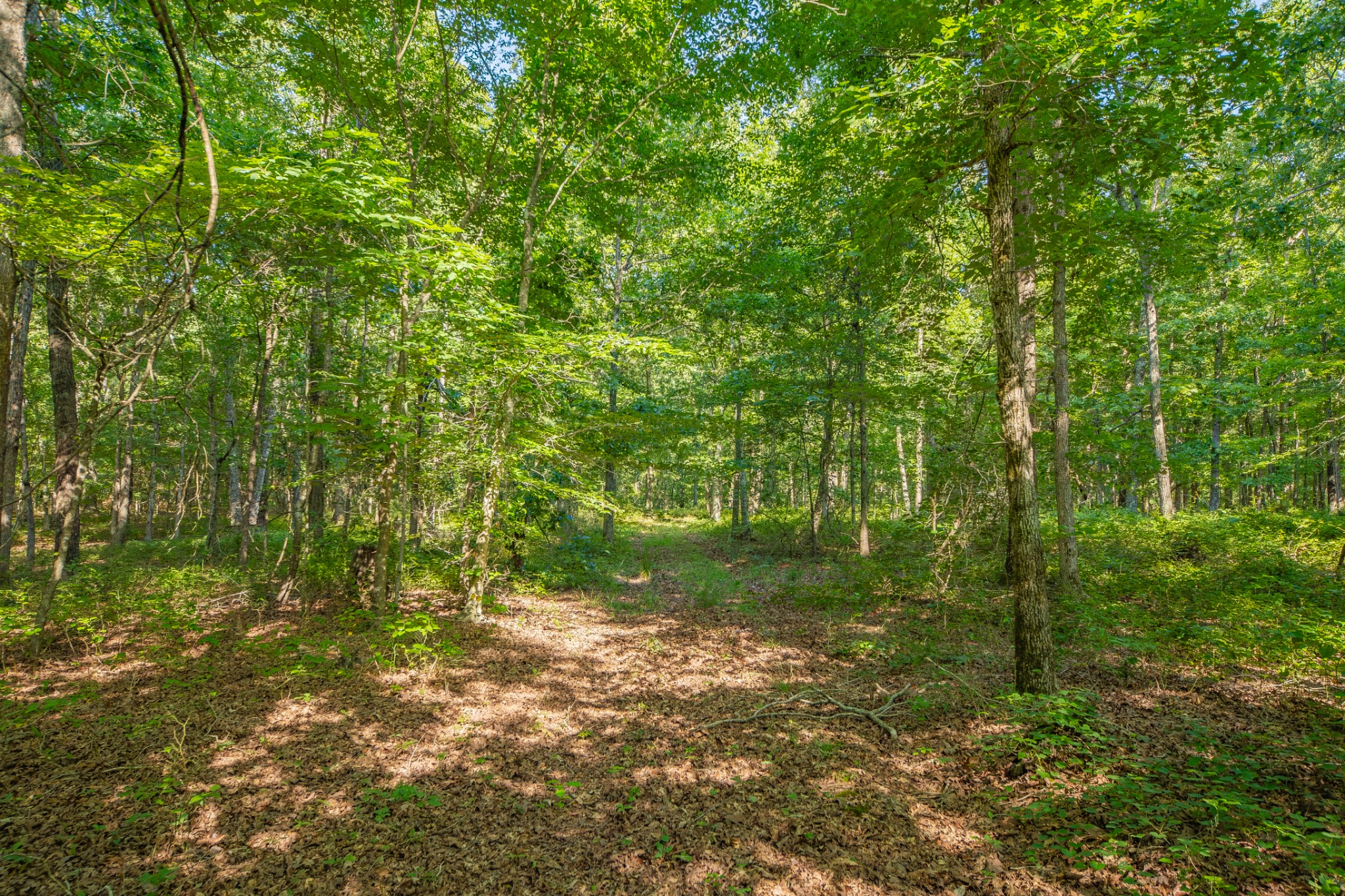 0 Pinewood Road Nunnelly, TN 37137 - Photo 41 of 64 Gallery Image 41