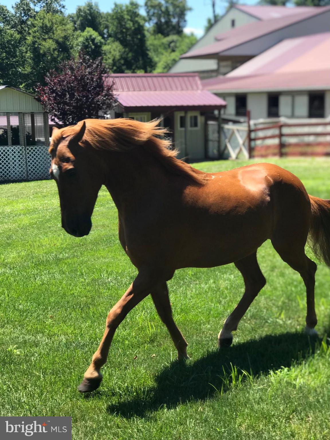 310 Mail Rte Road Sinking Spring, PA 19608 - Photo 39 of 45 a view of a yard with plants