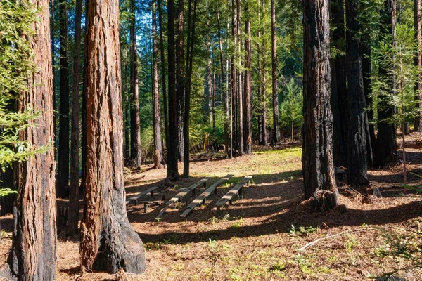 a view of a yard with large trees