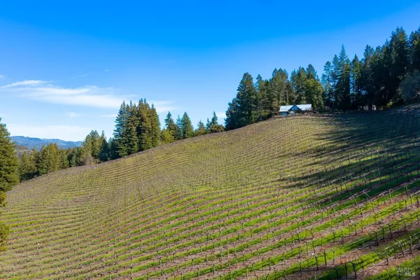 a view of a field with a tree in the background