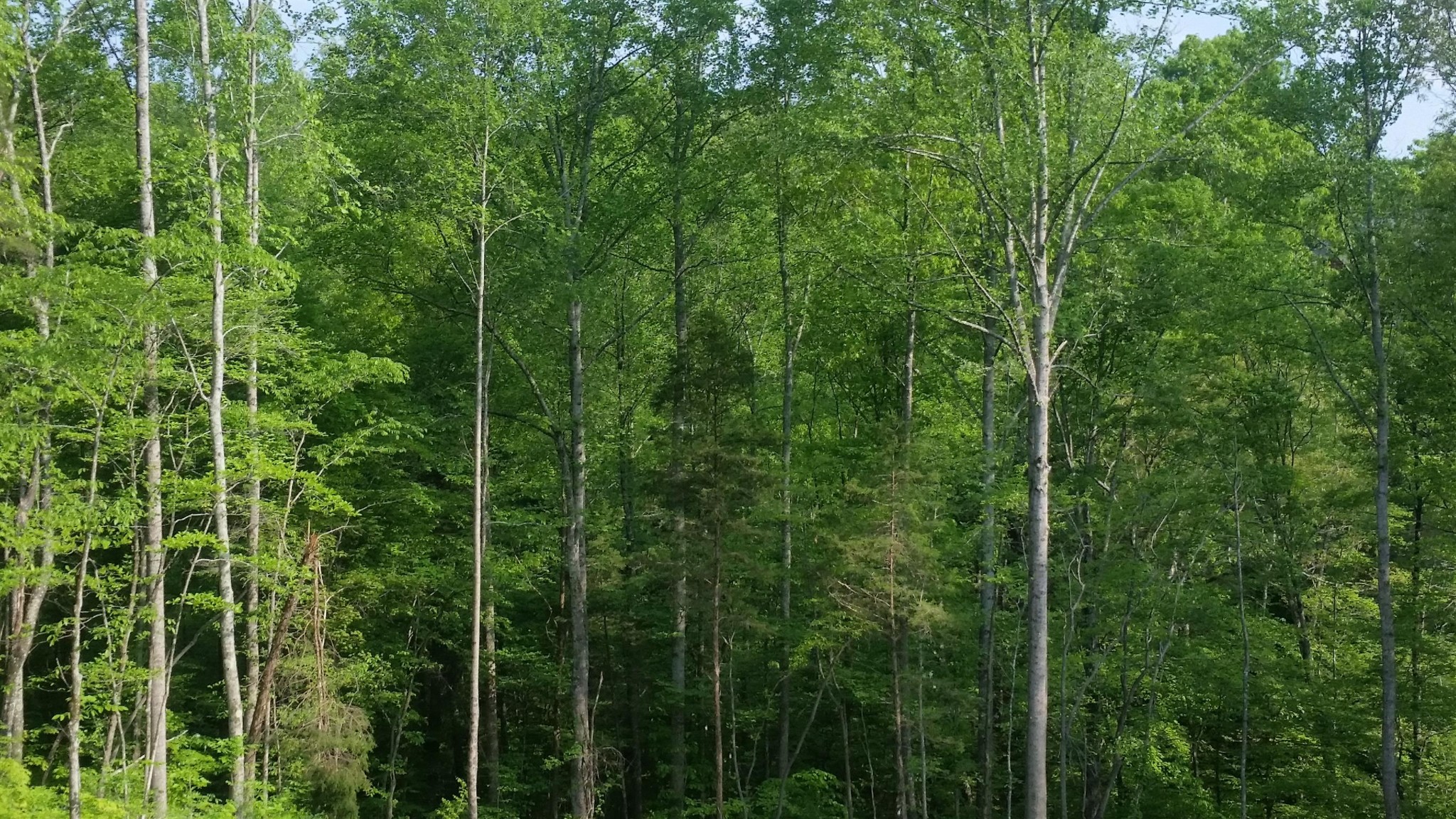 7454 Sugar Camp Hollow Road Fairview, TN 37062 - Photo 38 of 38