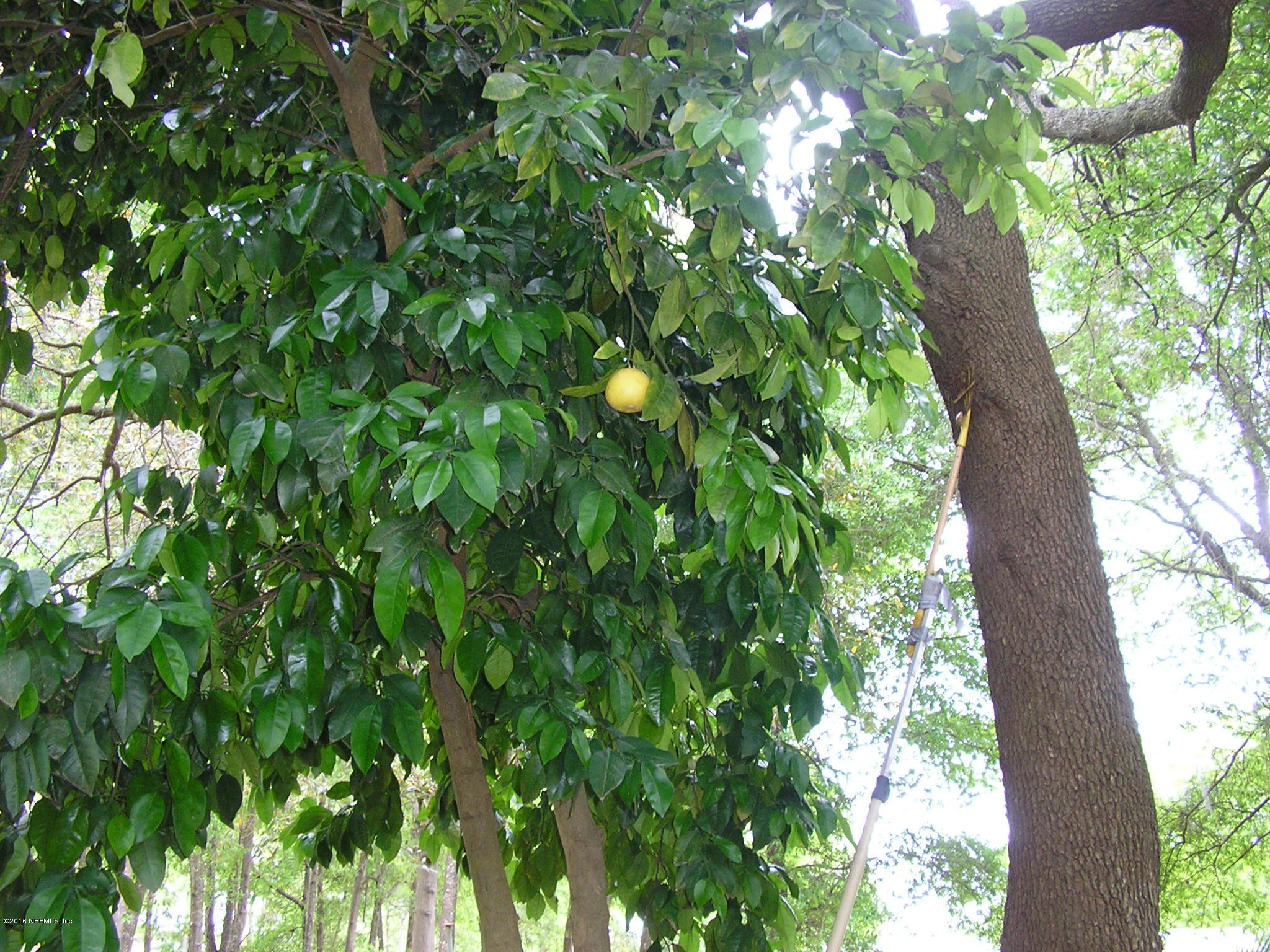 85090 Linda Road Yulee, FL 32097 - Photo 7 of 14 Grapefruit tree