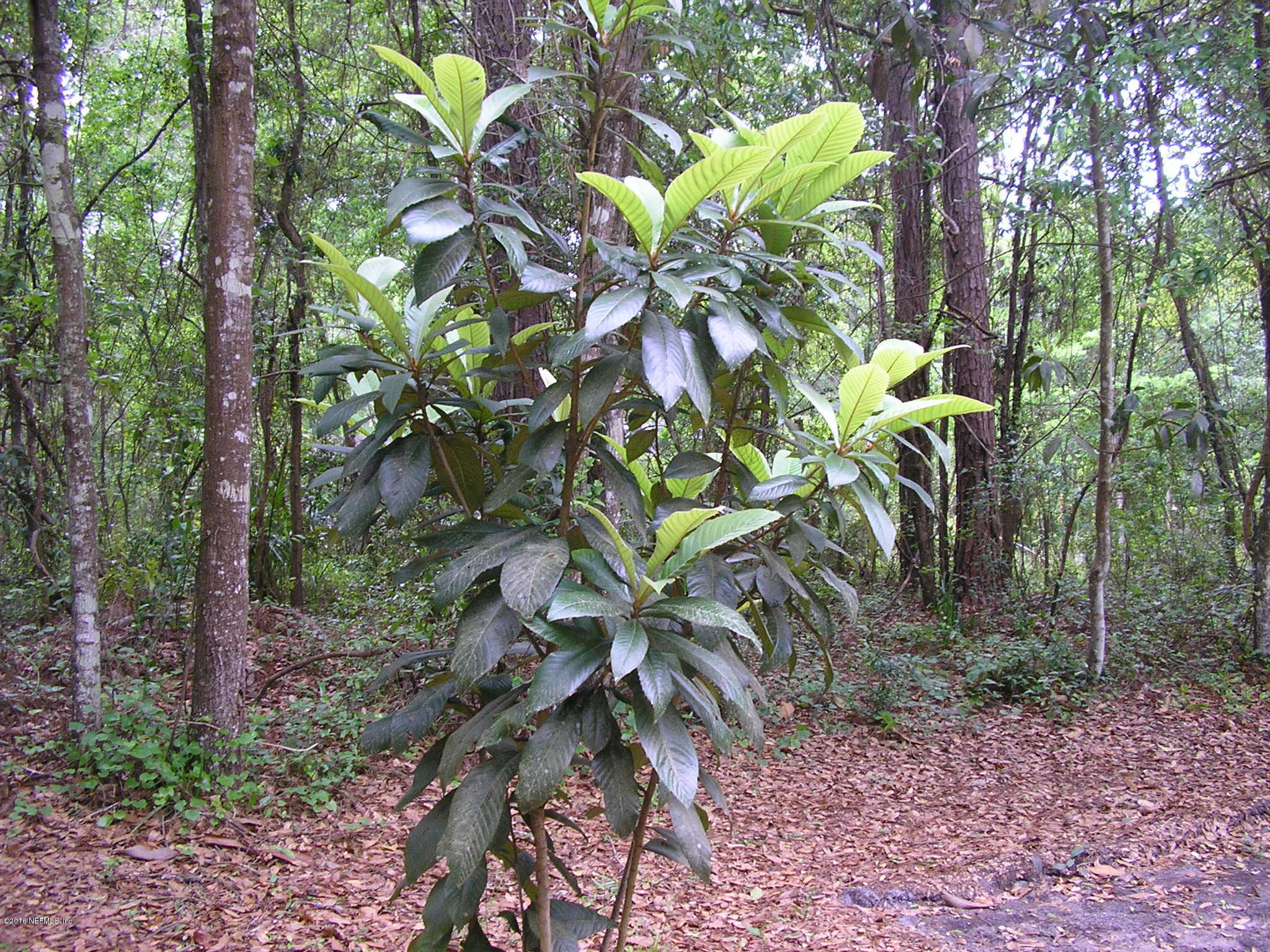 85090 Linda Road Yulee, FL 32097 - Photo 8 of 14 Kumquat tree