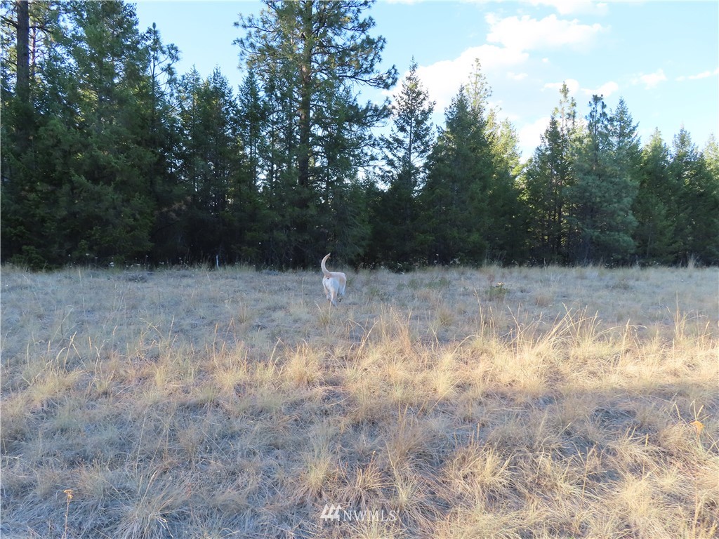 -tbd Toroda Creek Road Curlew, WA 99118 - Photo 21 of 29 Gallery Image 21